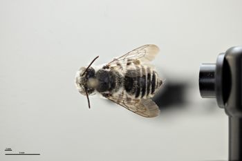 Media type: image;   Entomology 791801 Aspect: habitus dorsal view